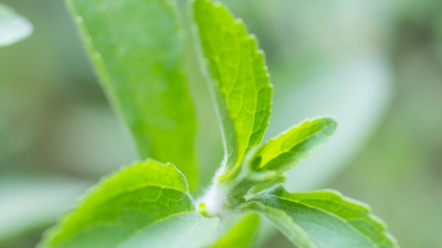 低热量高甜度——甜叶菊提取物甜叶菊糖苷的新工艺