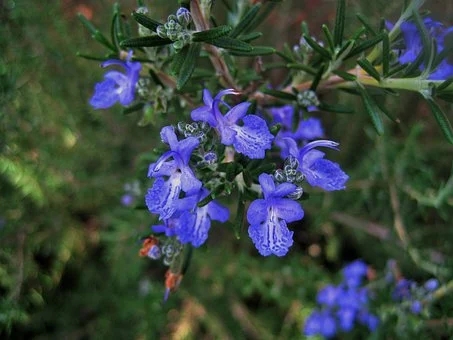 rosemary-flowers