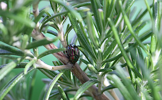 rosemary-beetle-5210128__340