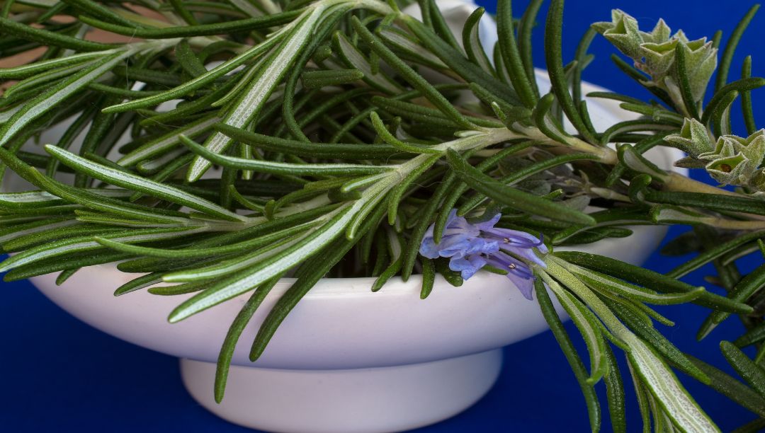 rosemary-gb4e71df2a_1920_1080x612