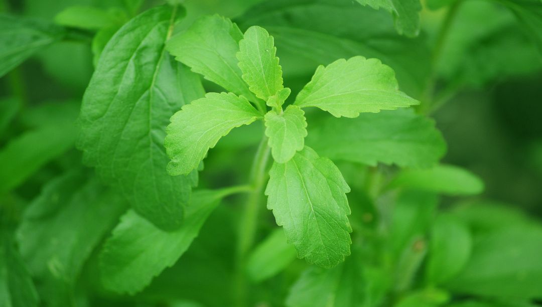 甜叶菊提取物：你的健康伙伴