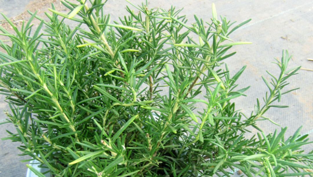 迷迭香提取物：一种天然的抗氧化剂和香料