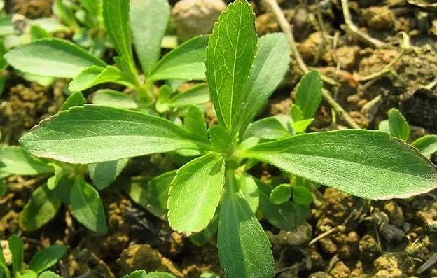 血糖零困扰，甜叶菊助您健康生活