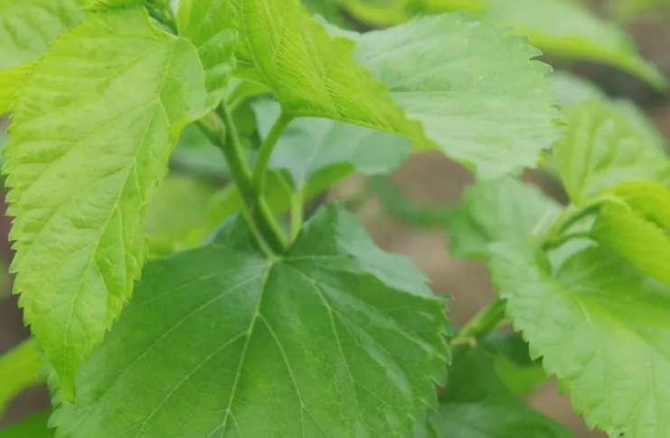 糖尿病防控的生物武器：1-DNJ的前沿治疗机制